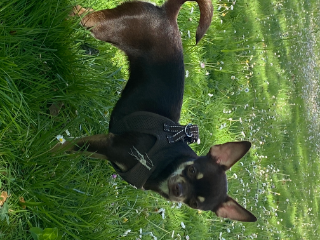 Photo de Lady