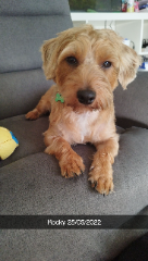 Photo de Rocky