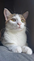 Jade