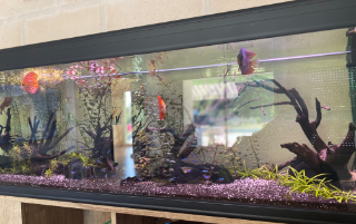 Poissons