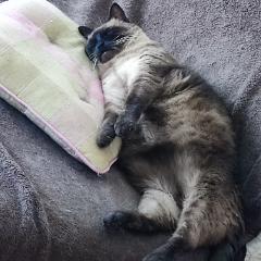 Photo de Pomponette