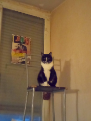 Photo de Xena