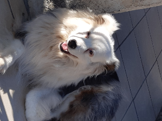 Photo de Lynkha