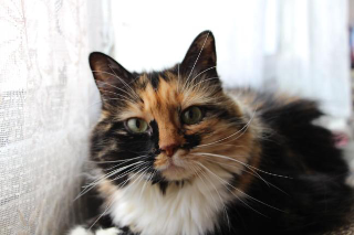 Fiona