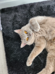 Photo de Tia-Lilas