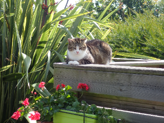Photo de Minou