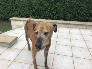 Photo de Tigrou