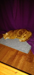 Photo de Ginger
