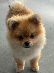 Moshi