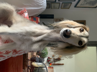 Sirius