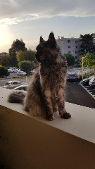 Mia