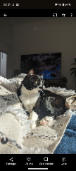 Photo de Frimousse