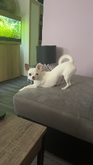 Photo de Peach