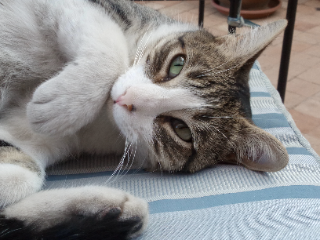 Photo de KOBY