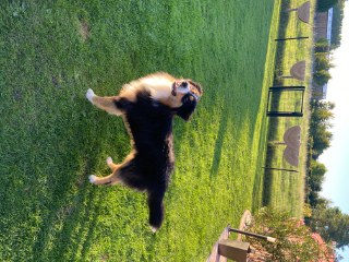 TAiKO