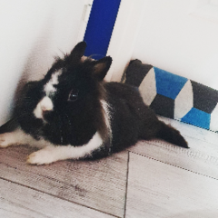 Boby