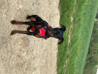 Photo de Spike