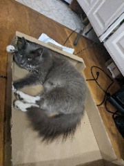 Pétunia