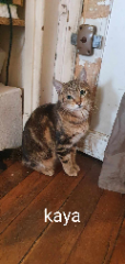 Kaya