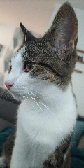 Câline