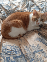 Photo de Twix