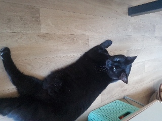 Oscar
