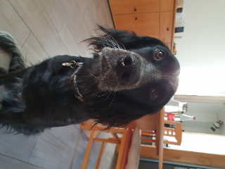 Tango
