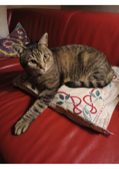 Photo de Pacha