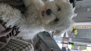 Tessie