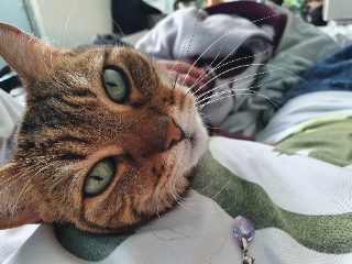 Pouchka