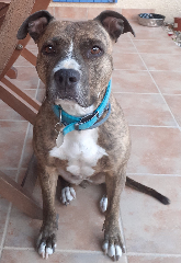 Photo de Dolly