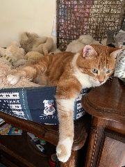 Léo