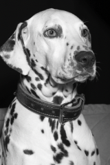 Photo de Iona