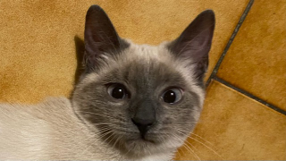 Mana