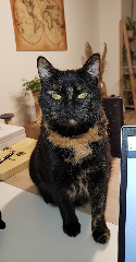 Photo de Nyx