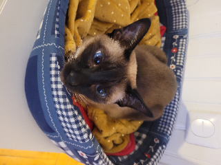 Photo de Mimi