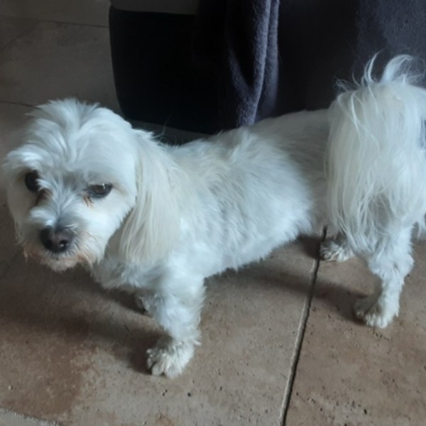 Photo de Tommy