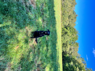 Photo de Milo