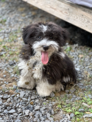 Photo de Pepsi