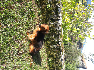 Photo de Mowgli