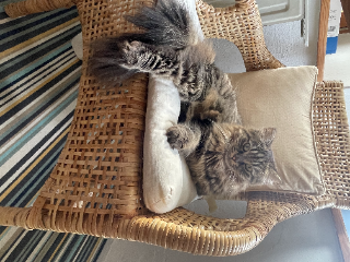 Photo de Rufus