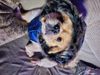 Photo de Pouky