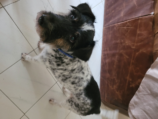 Boli