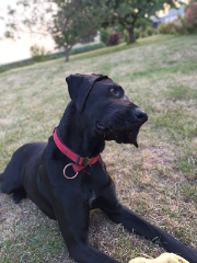 Kyara