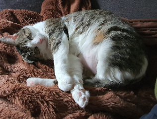 Doully