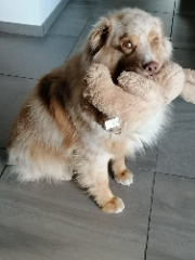 Biscuit