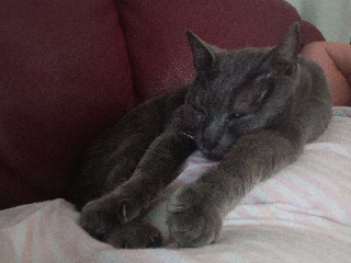 Photo de Loky