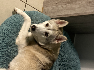 Photo de Laika