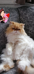 Doudou