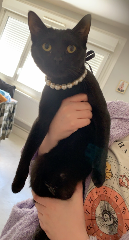 Kitty